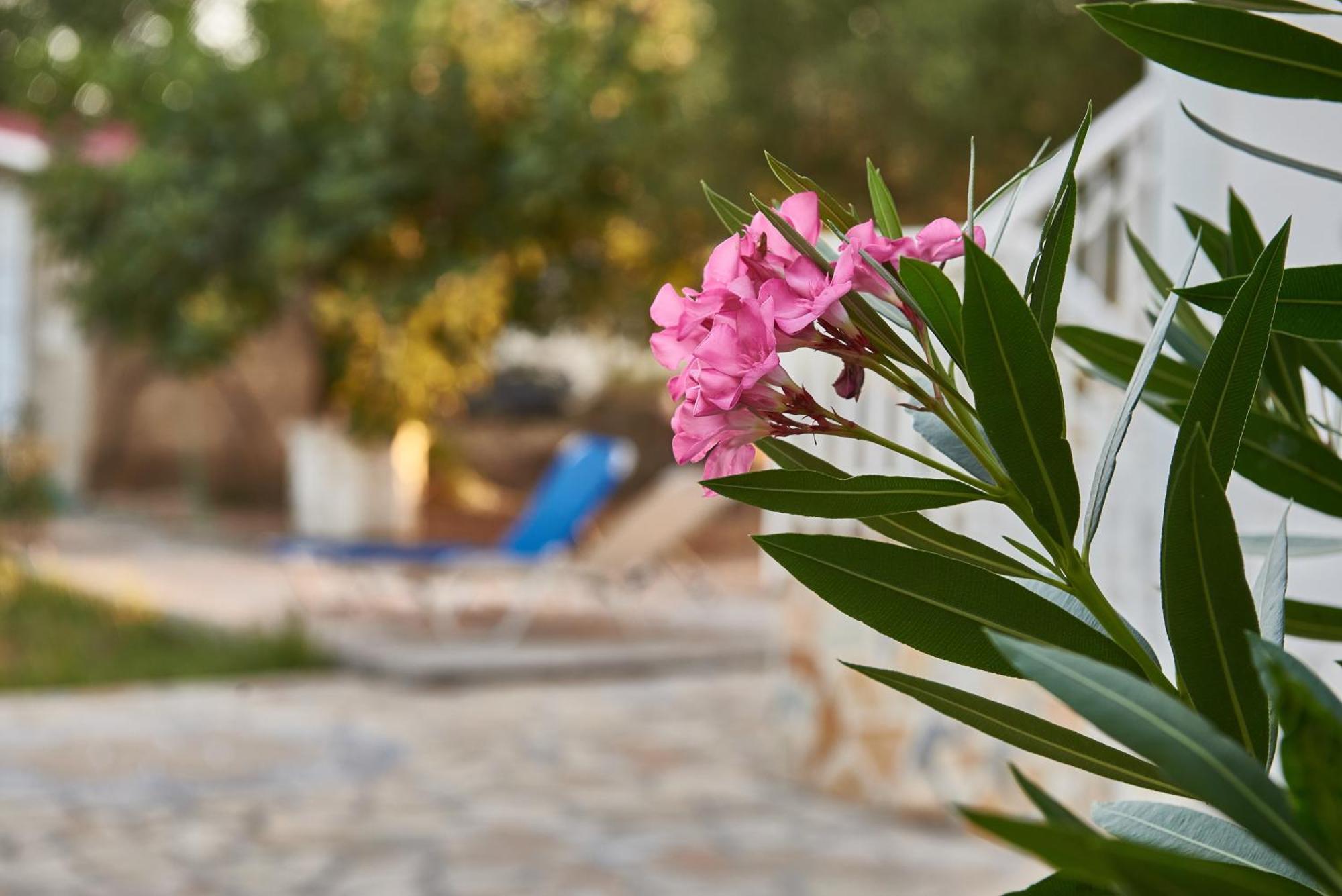 Rania / Zante Drosia * Kypseli