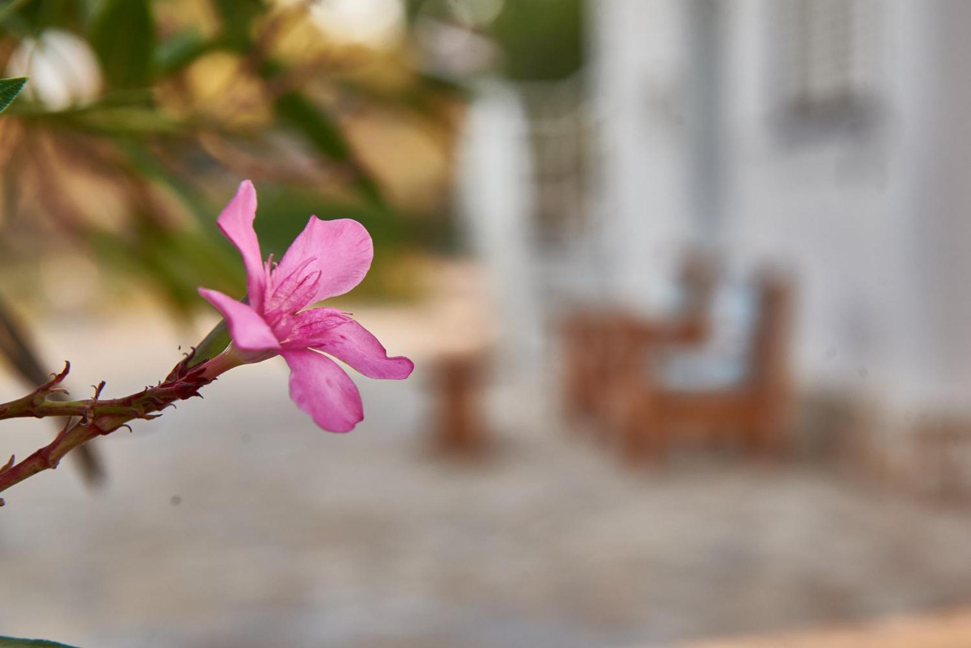 Rania / Zante Drosia Kypseli