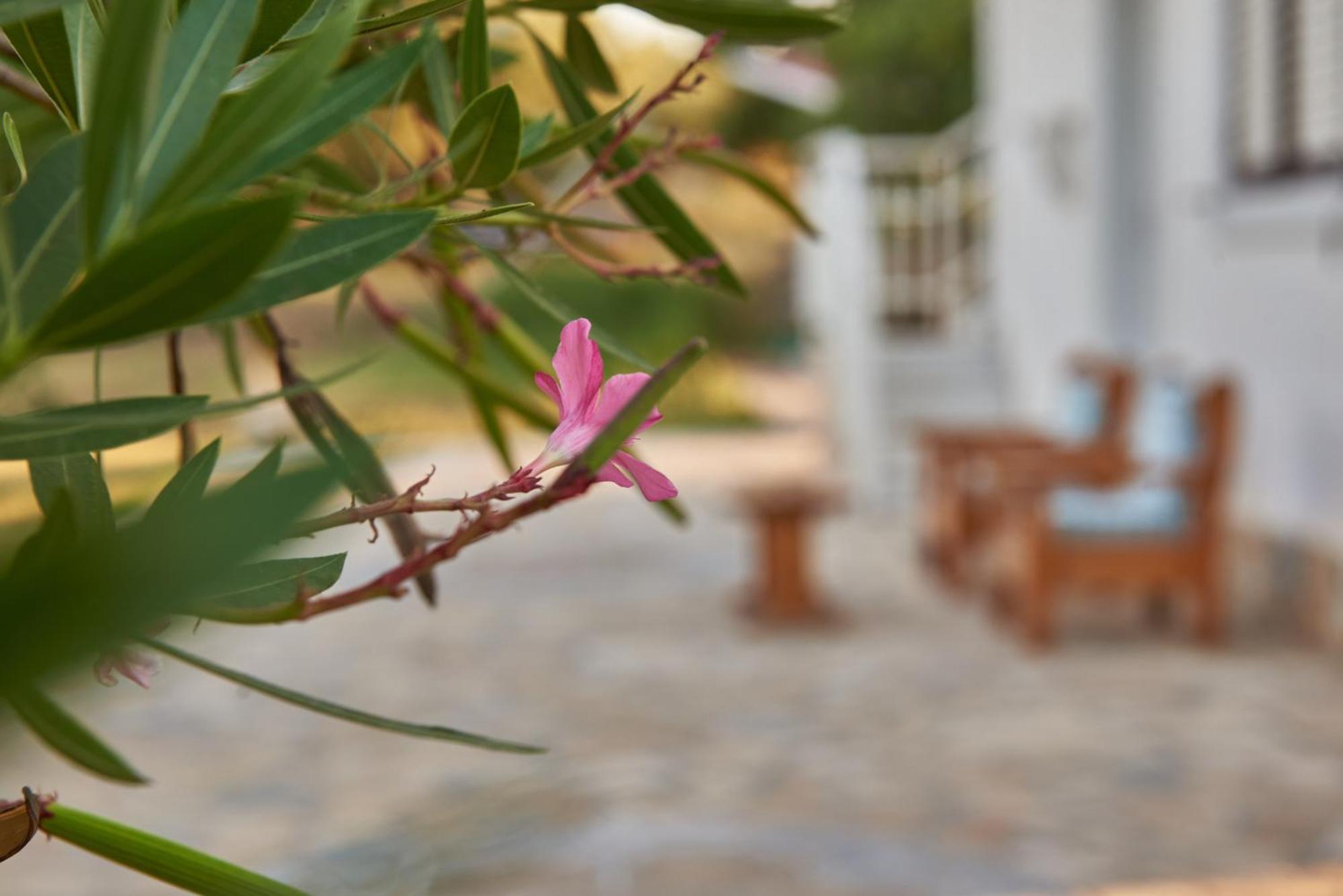 Rania / Zante Drosia * Kypseli